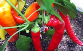 Воронцовский