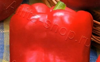 Перлина Сибіру