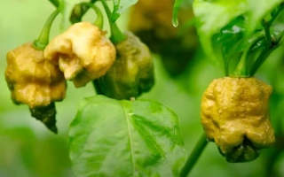 Жгучий Король