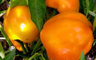 Злато скифив