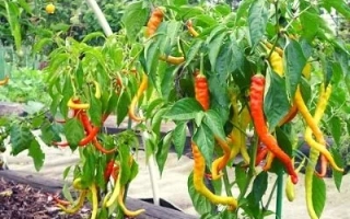 Красные и желтые перцы Змея на растении в саду - ЗМЕЙКА