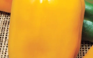 Золотая Бочка