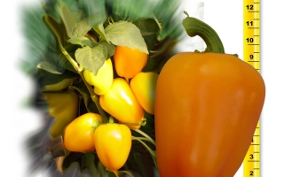 Золотая Ласточка