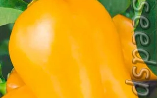 Золотая Пирамида