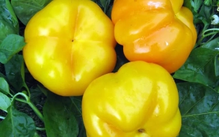 Золоте Руно