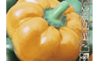 Золотое Руно