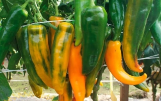 Золотой Ключик