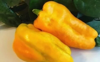 Золотой Лапоть