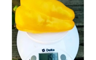 Золотой Мажор