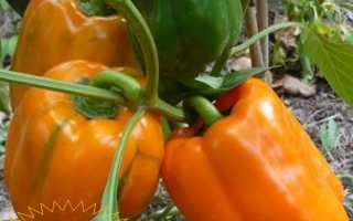 Золотий Зливок