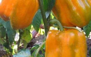 Золотий Телятко