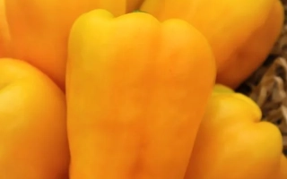 Золотой Запас