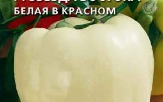 Звезда Востока Белая