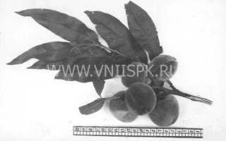 Хадуссамат желтый (Гимринский желтый, Хадуссамат)