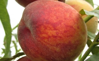 Іван Тупіцин / Іван Тупіцин