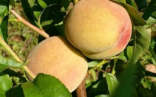 Киевский Ранний 