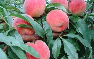 Киевский ранний