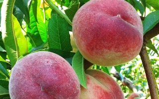 Лесостепной