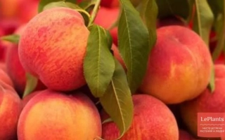 Мелитопольский ясный