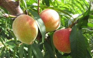 Нарядный Никитский