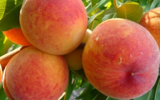 Осенний Румянец