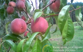 Пам'ять Гришка