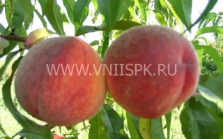 Память Симиренко