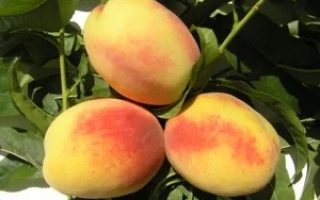 Пивденна Фантазия