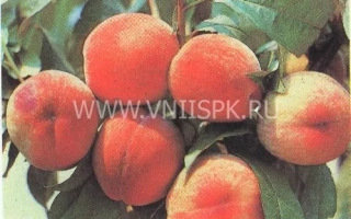 Пушистый ранний