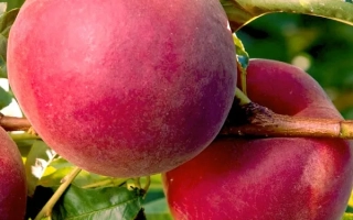 Роял Естейт 1