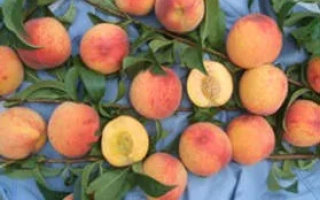 Юбилейный Ранний