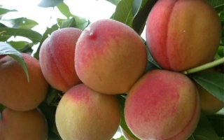 Ювілейний Сідоренка