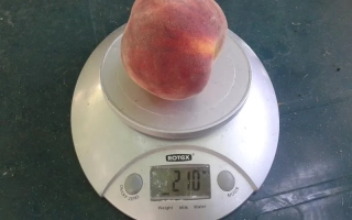 Южная Гармония