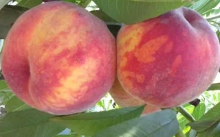 Вавиловский