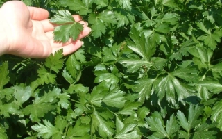 Ручка держит лист петрушки на фоне густой зелени - Богатырь