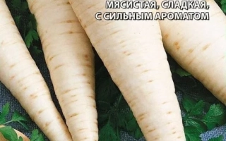 Семена петрушки корневой ФИНАЛ на зеленом фоне