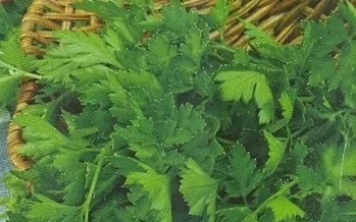 Пакет семян петрушки сорта ФИТНЕС