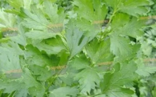 Свежая зелень петрушки на грядке - Фрисон