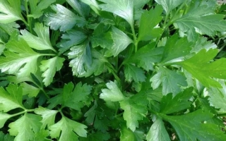 Гиганте дИталия