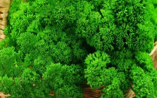 Хлопец Кучерявый