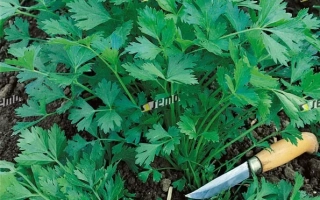 Итальянская Гигантэла