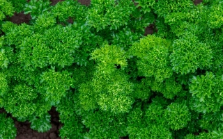 Свежая петрушка на грядке - Катинка