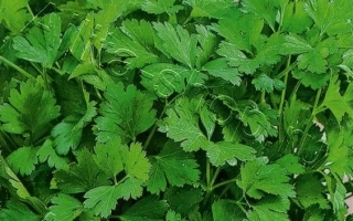 Пакет семян петрушки Катюша