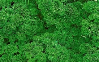 Пакет семян петрушки КРУЖЕВО