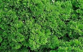 Пакет семян петрушки МООСКРАУЗЕ 2