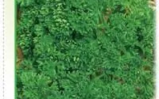 Пакет семян петрушки Мосспоп