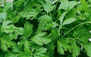 Пакет семян петрушки листовой Настя