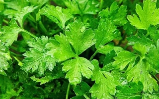 Обыкновенная Листовая