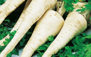 Свежая петрушка сорта Осборна на фоне зелени