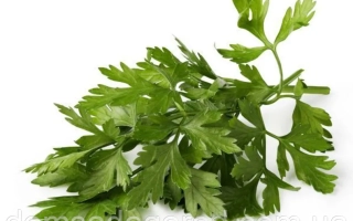 Свежая петрушка на белом фоне - Пионе